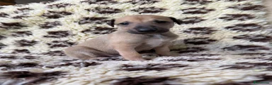 Greyhound 2