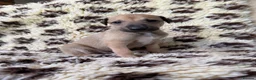 Greyhound dogs for sale: Hungarian Greyhound Pups - Advert 7