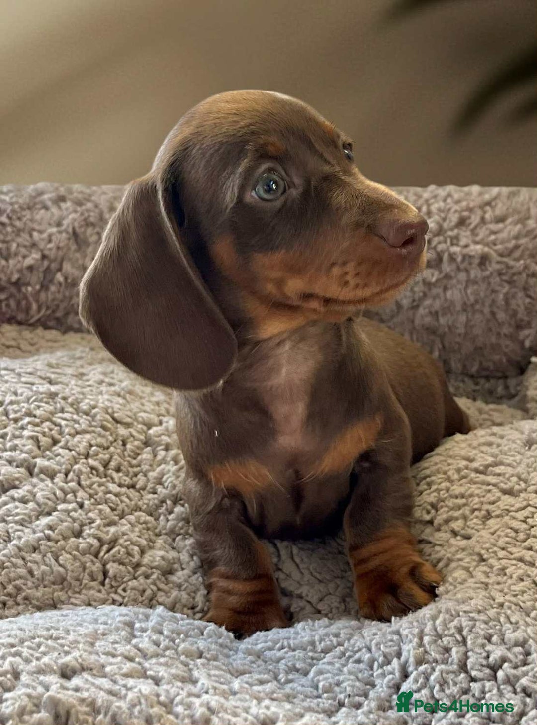 Dachshund dogs for sale: Miniature Dachshund puppies  - Advert 12