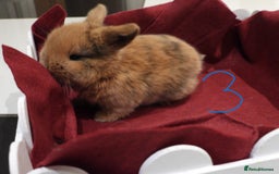 Mini Lop rabbits for sale: Adorable Purebred Mini Lop Babies - Image 14