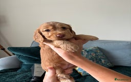 Cocker Spaniel dogs for sale: Outstanding FN clear kc reg cocker spaniel puppies - Image 8