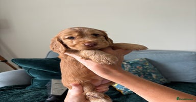Cocker Spaniel dogs - Advert 6