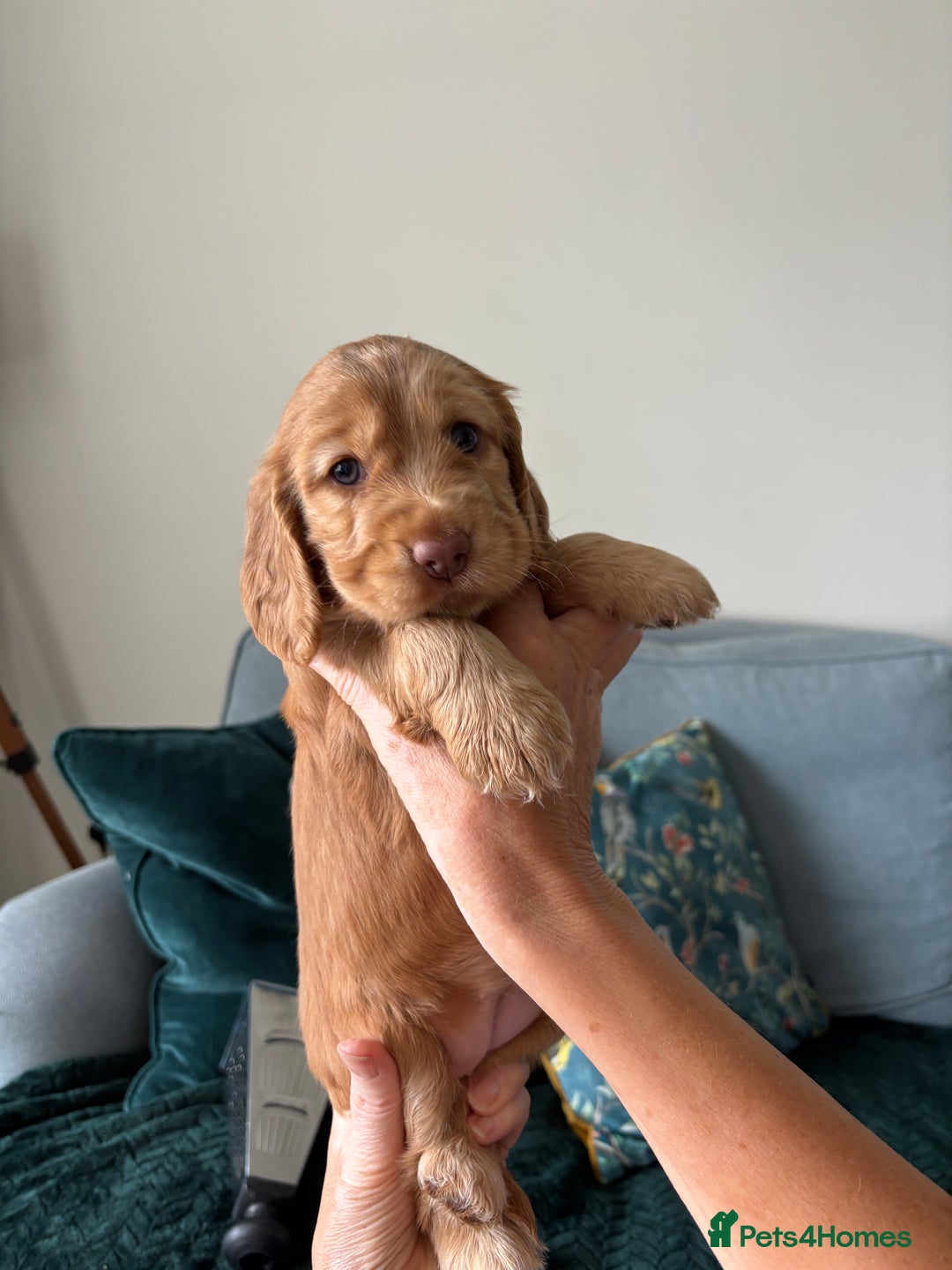 Cocker Spaniel dogs for sale: Outstanding FN clear kc reg cocker spaniel puppies - Image 8