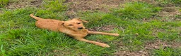 Mixed Breed dogs for adoption: Willow - setter mix puppy in Penryn - Advert 7