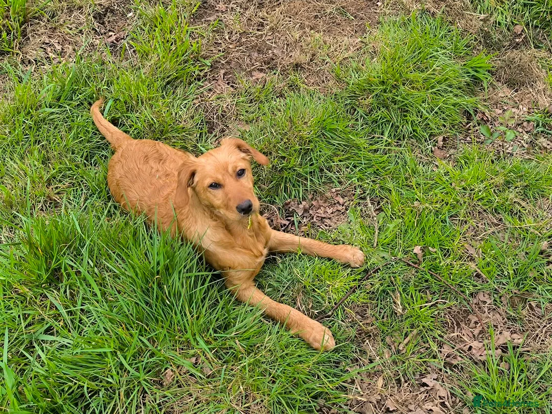Mixed Breed dogs for adoption: Willow - setter mix puppy in Penryn - Advert 7