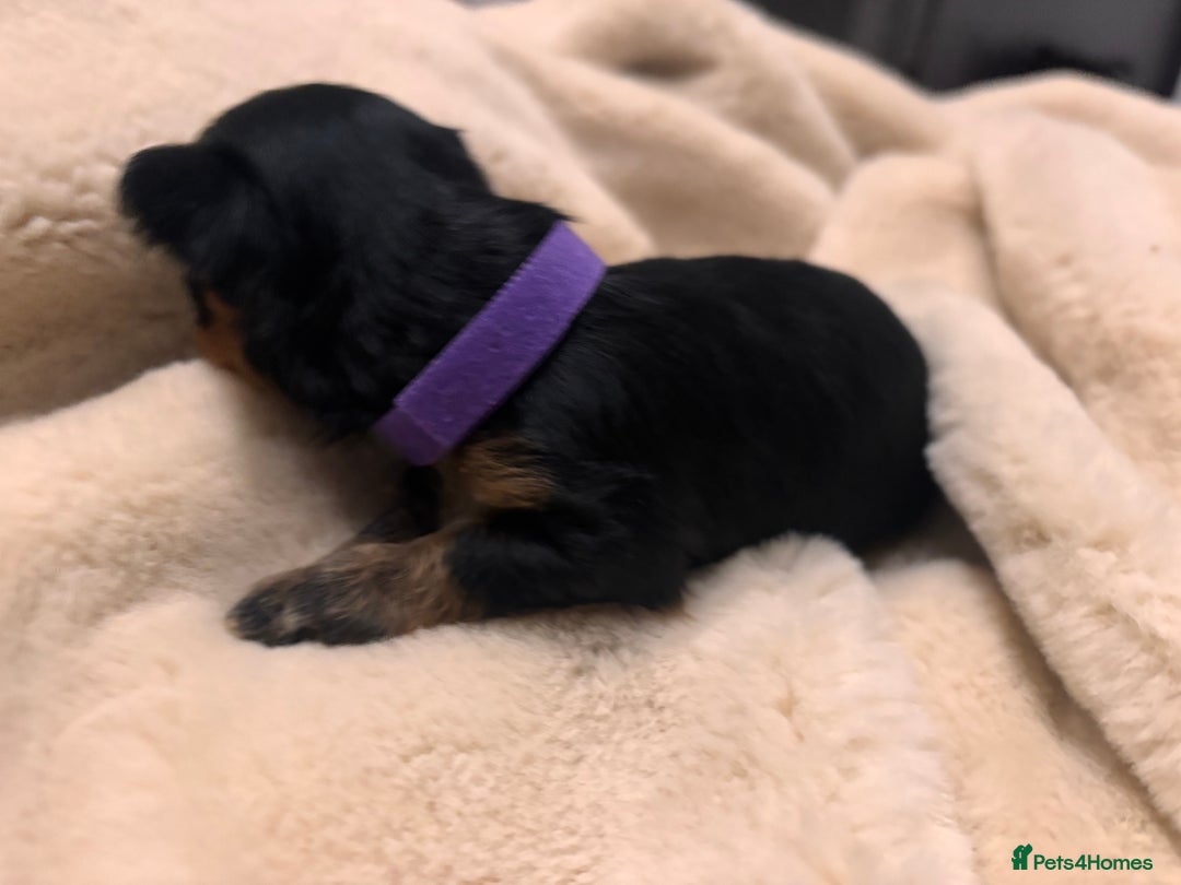Mixed Breed dogs for sale: Jackawawa - Image 29