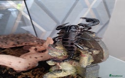 Scorpions invertebrates for sale: Asian Forest Scorpion + Exo Terra  - Image 1