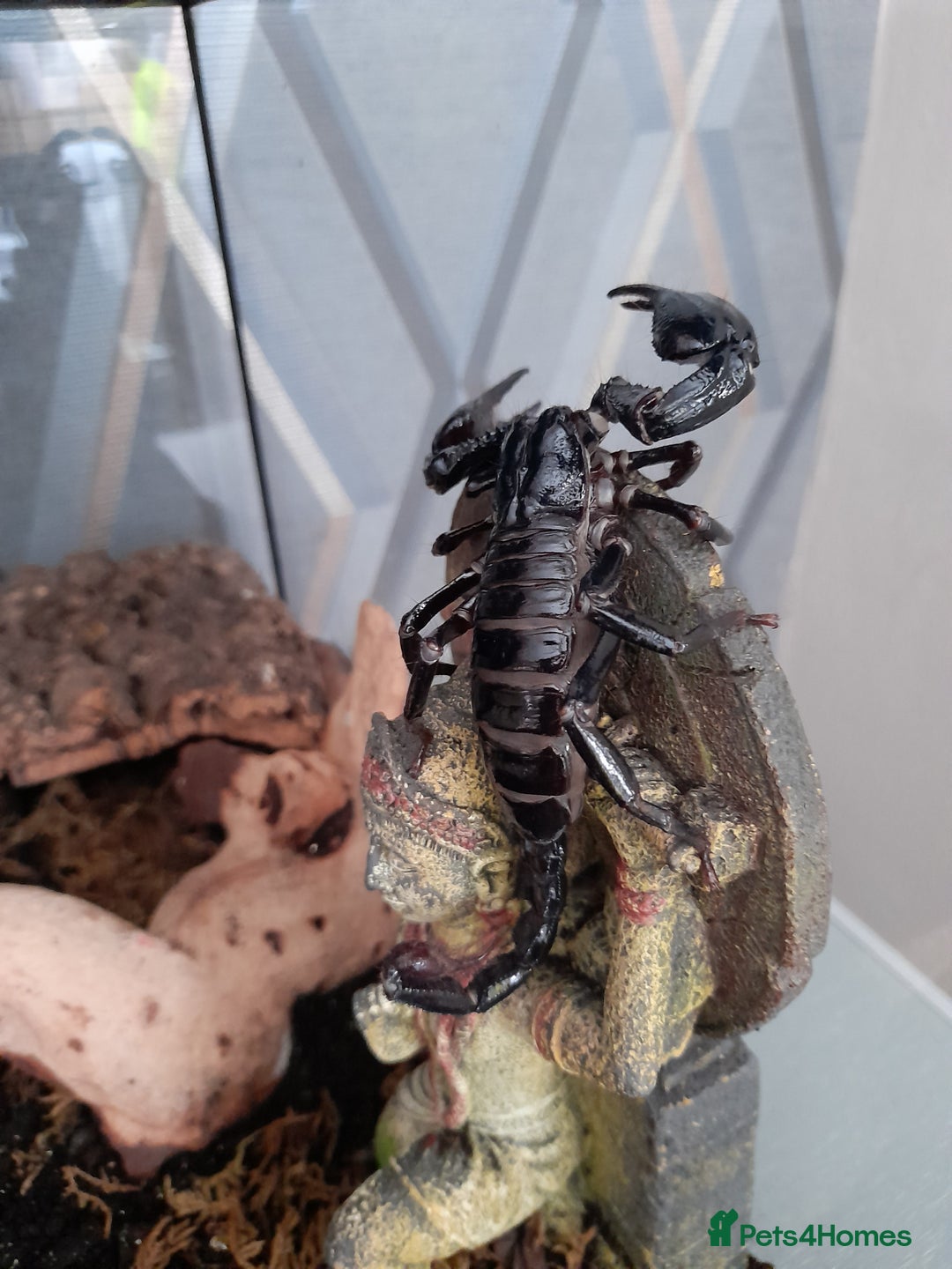 Scorpions invertebrates for sale: Asian Forest Scorpion + Exo Terra  - Image 1