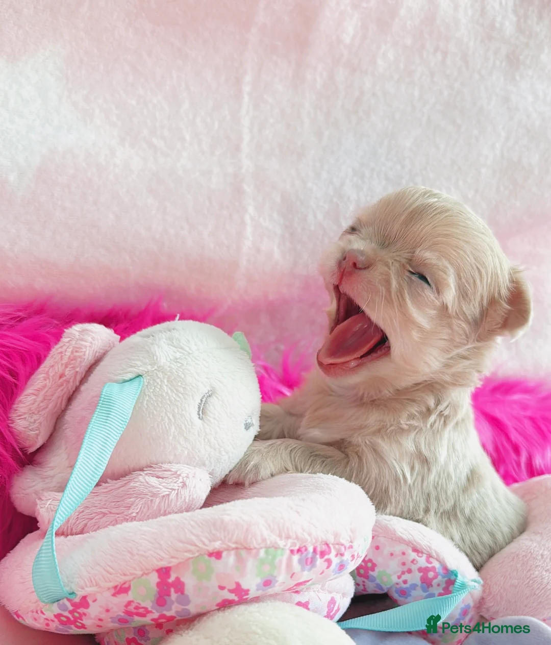 Chihuahua dogs for sale: Long haired chihuahuas  in Doncaster - Advert 1