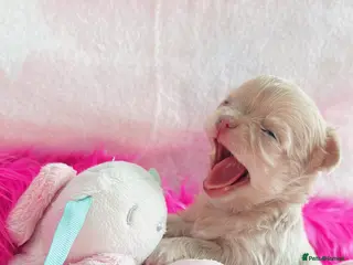 Chihuahua dogs Long haired chihuahuas in Doncaster - Advert 5