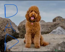 Mini Goldendoodle dogs F1 goldendoodles - Advert 1