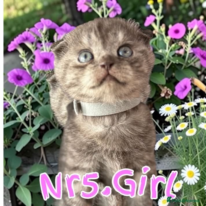 Scottish Fold cats for sale: 6 Pedigree Scottish Fold and Straight Kittens - Advert 20