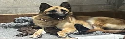 German Shepherd dogs for sale: German shepherd pups - Advert 4