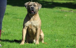 Cane Corso dogs for stud: 🧊 ANTIQUA FORTIS DA’VINCI OF PETRAANGELZ 🧊 - Image 7