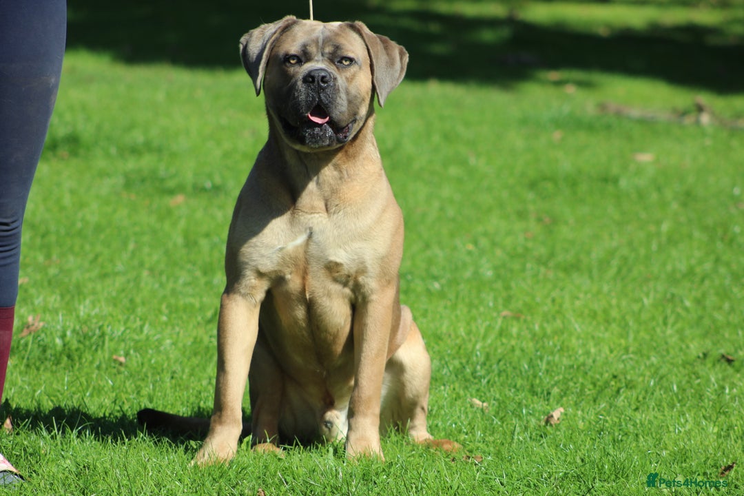 Cane Corso dogs for stud: 🧊 ANTIQUA FORTIS DA’VINCI OF PETRAANGELZ 🧊 - Image 7