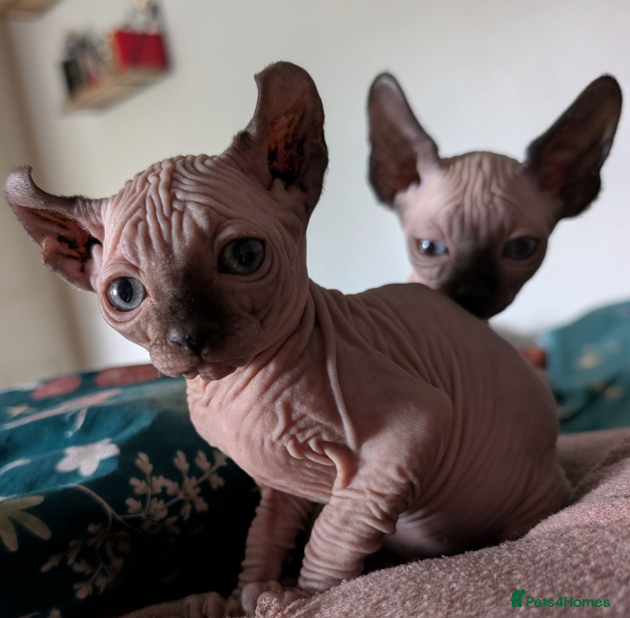 Sphynx cats Last 2 Ready Now Sphynx kittens  - Advert 11