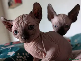 Sphynx cats Last 2 Ready Now Sphynx kittens - Advert 11