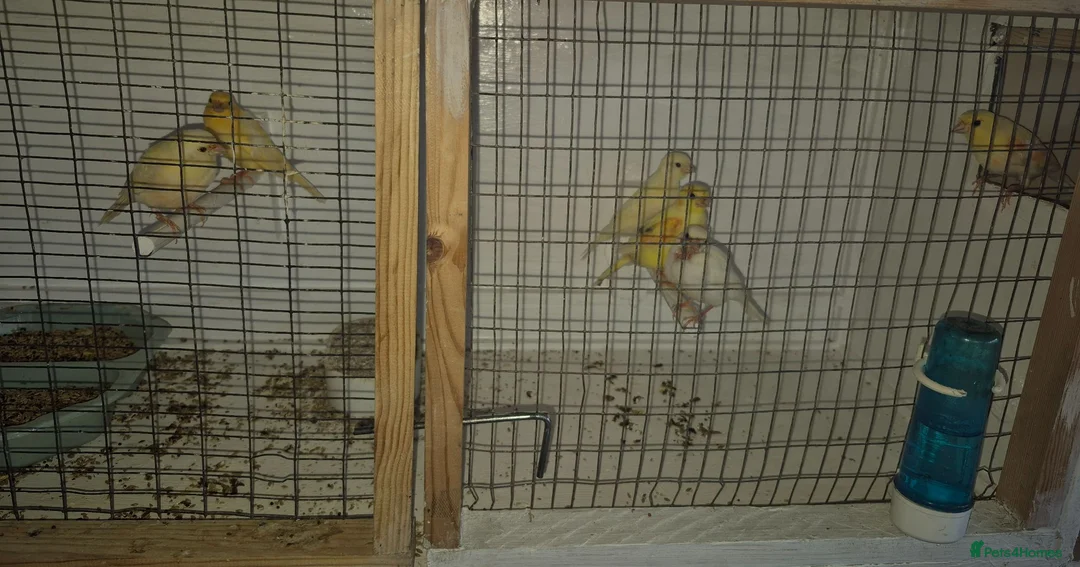 Canaries birds for sale: Mixed canaries in Northwich - Advert 2
