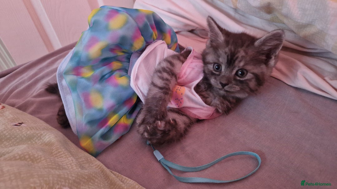 Maine Coon cats for sale: Maine coon - Image 10