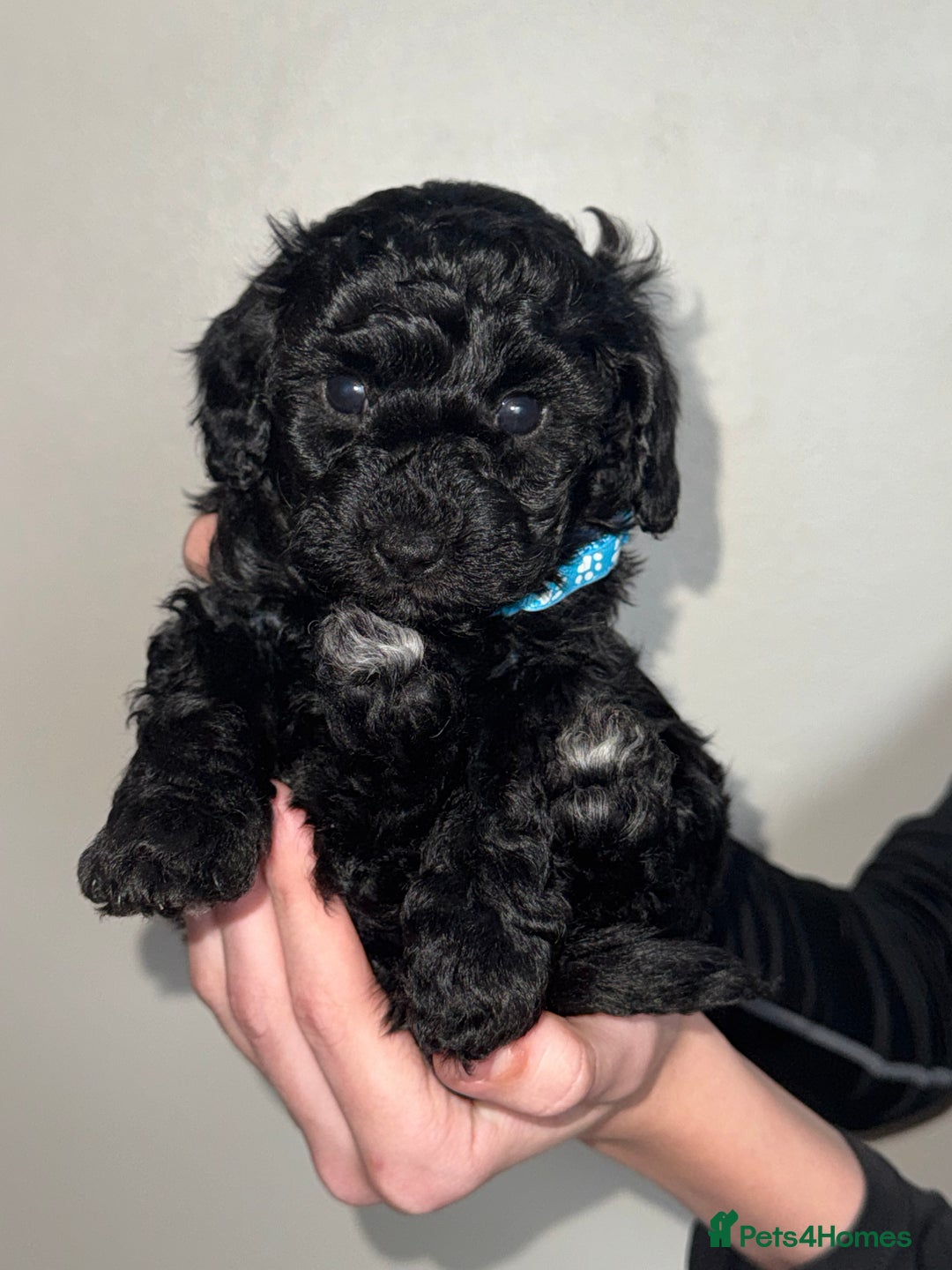 Toy Poodle dogs for sale: Beautiful Toy Poodle Puppies - Ready to reserve - Advert 2