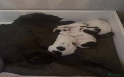 Sprocker dogs for sale: Beautiful Sprocker puppies  - Image 25