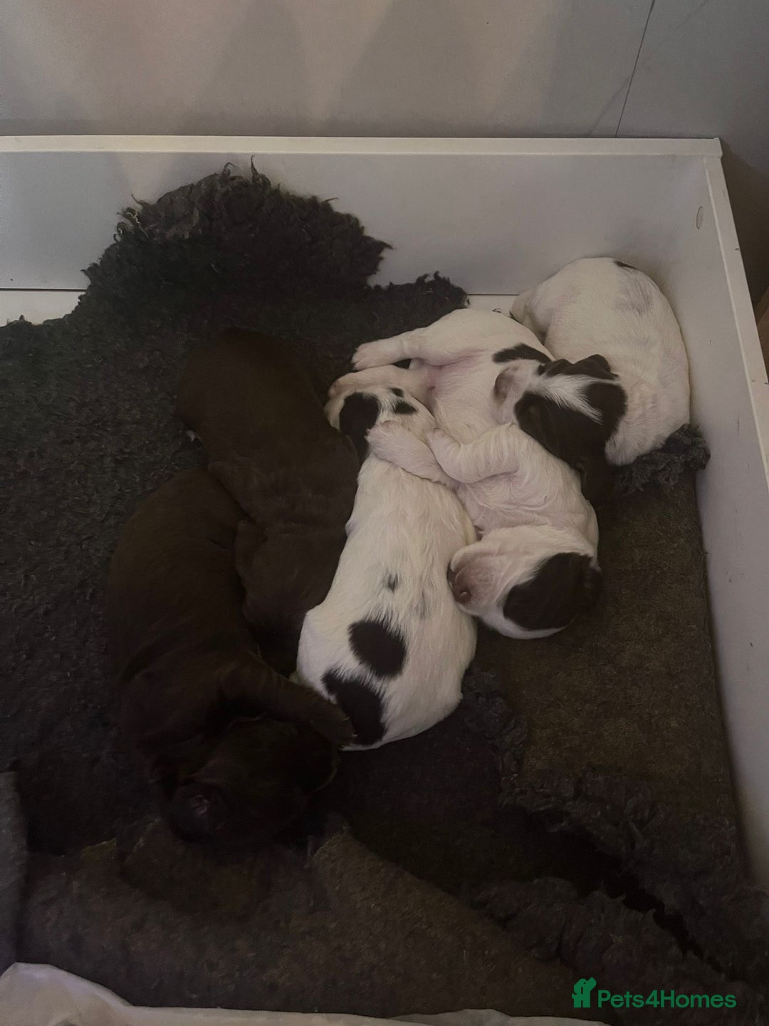 Sprocker dogs for sale: Beautiful Sprocker puppies  - Image 25