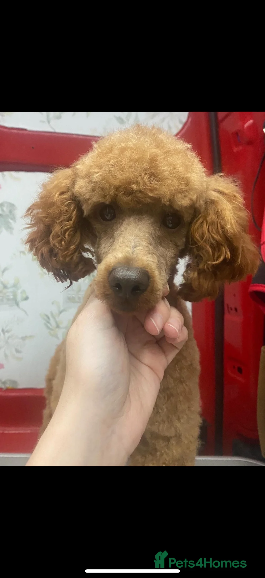 Cavapoo dogs for sale: Beautiful F1 Red Cavapoos- Health Tested - Advert 3