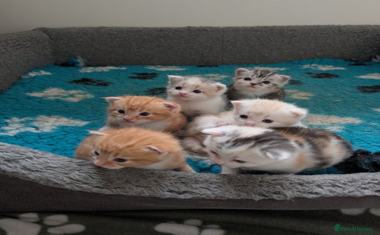 Maine Coon cats - Advert 14