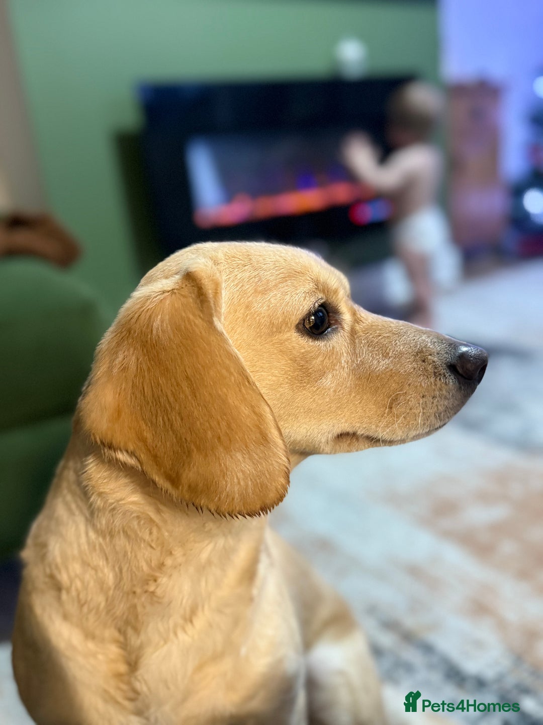 Mixed Breed dogs for sale: Peach - Advert 3