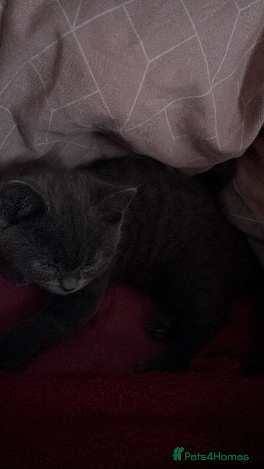 British Shorthair cats for sale: British short-haired 9 week old kitten  - Image 3