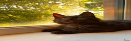 Maine Coon cats for sale: ✨ Last Remaining Black Smoke Maine Coon Kitten - Advert 7