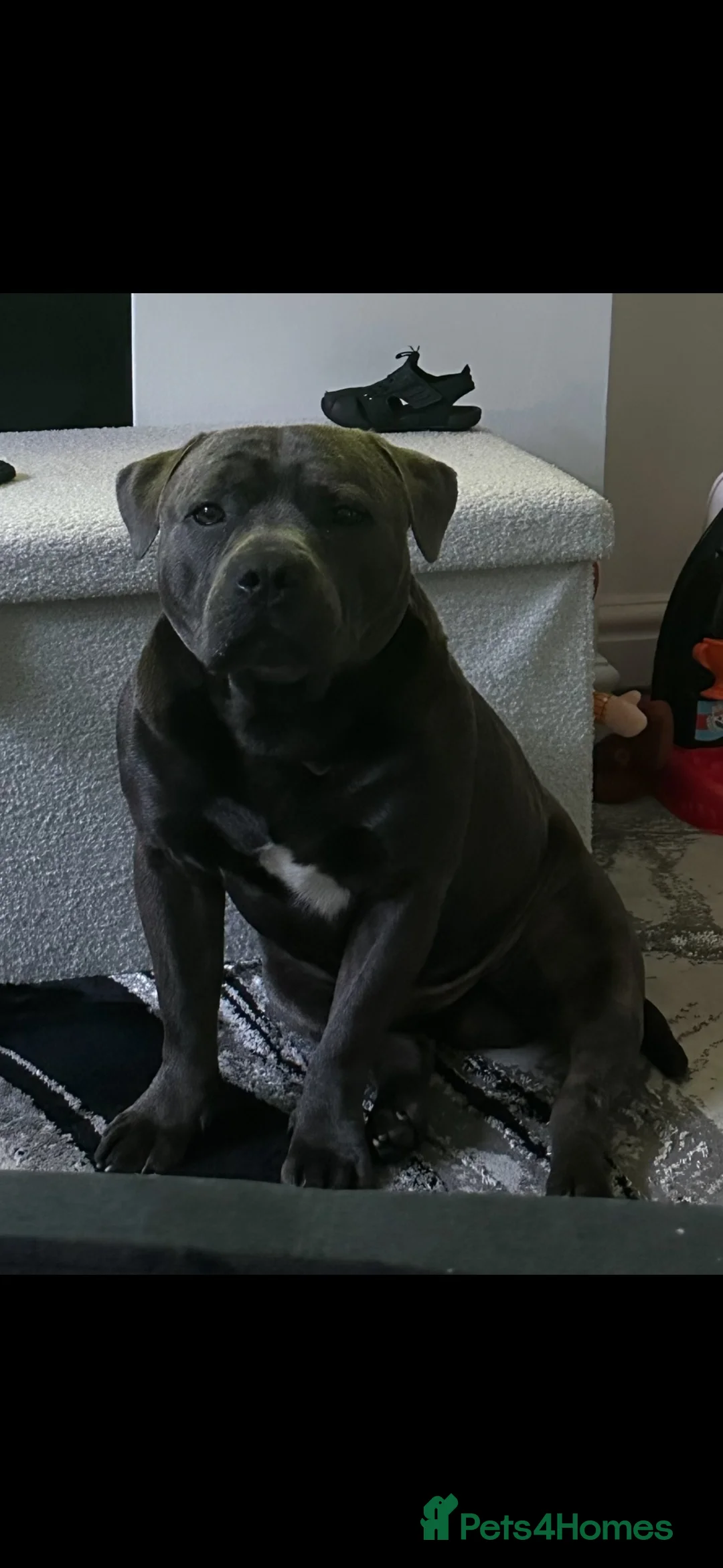 Staffordshire Bull Terrier dogs for sale: Blue Staffordshire bull terrier kc registered 3y in Cannock - Advert 5