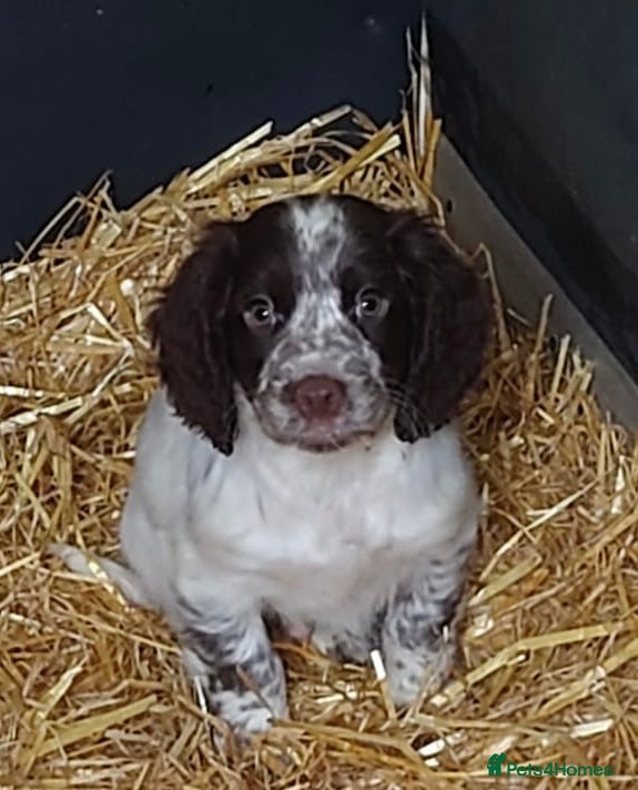 Sprocker dogs Sprocker boy puppies  - Advert 8