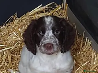 Sprocker dogs Sprocker boy puppies - Advert 8