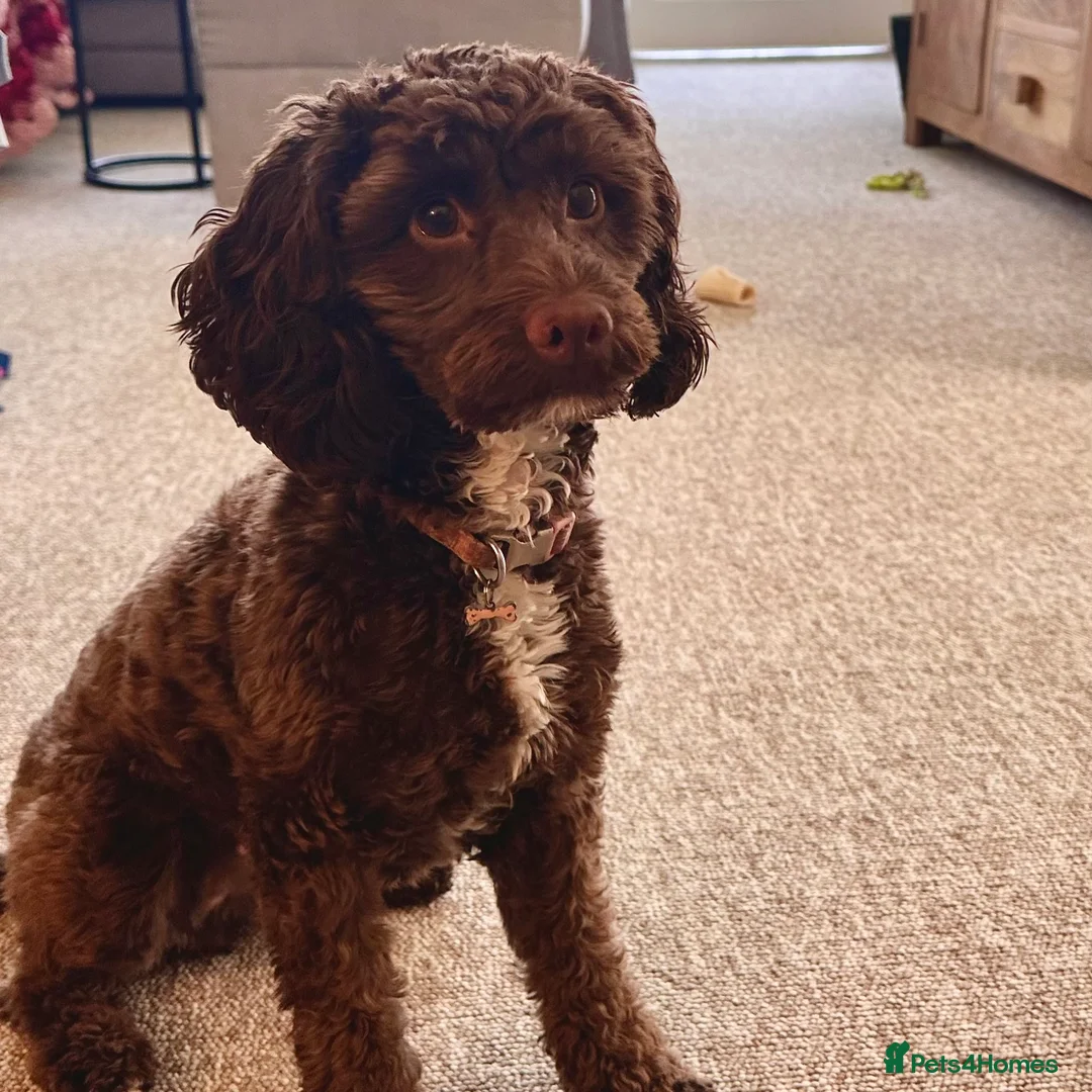 Cockapoo dogs for sale: F1 Mini Cockapoo, Looking for Forever Family  - Advert 2