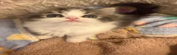 Persian cats for sale: Adorable Persian kittens - Advert 5