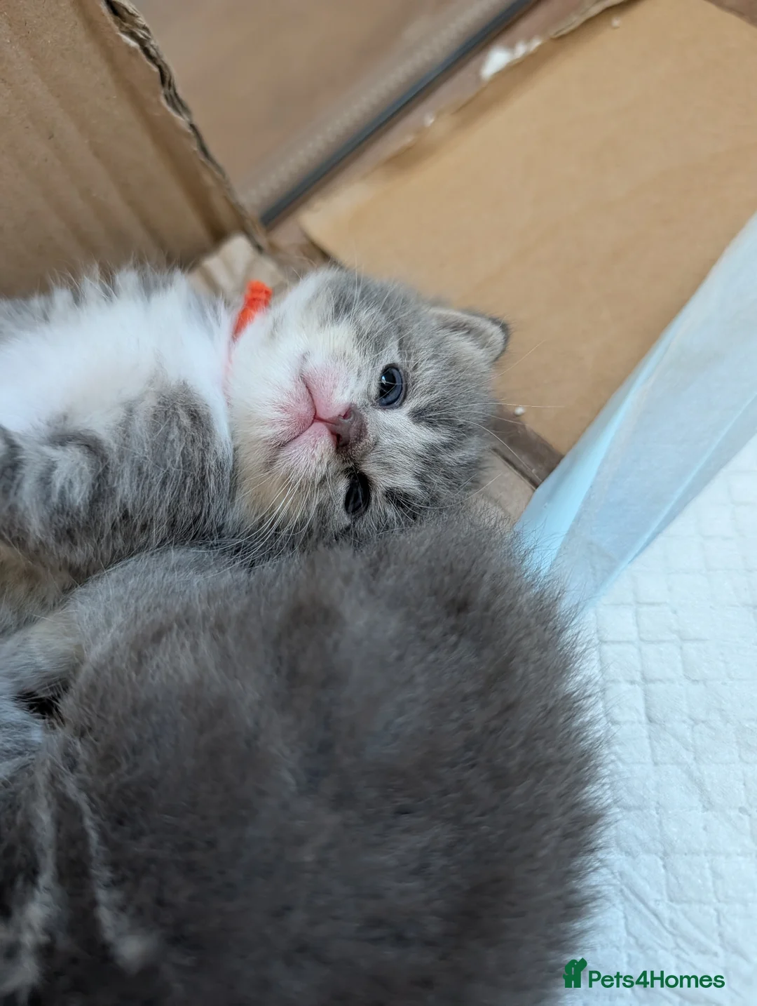 Maine Coon cats for sale: 7 gorgeous maine coon cross kittens  - Advert 23