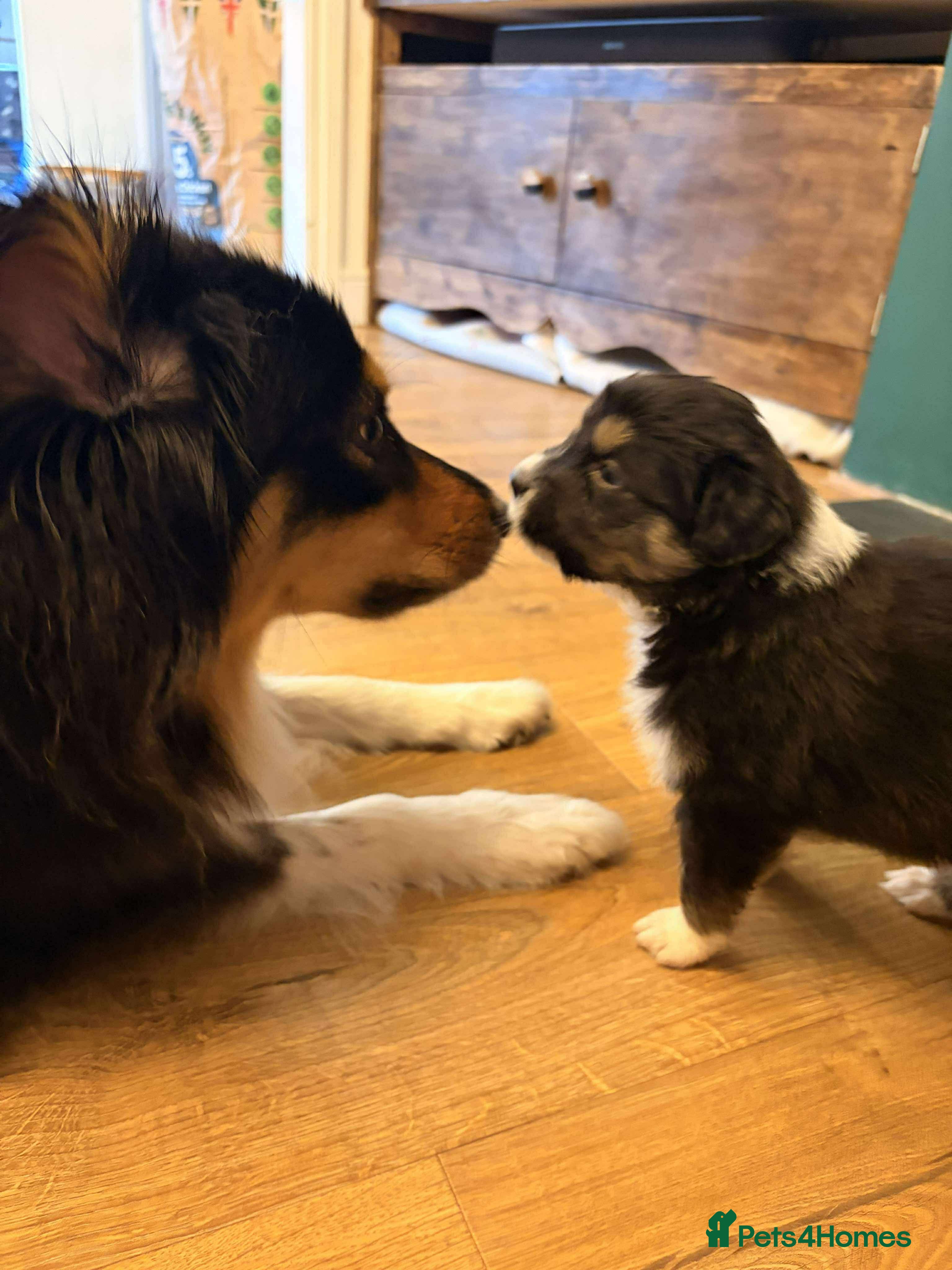 Australian Shepherd dogs Australian Shepherd litter Devon - Advert 1