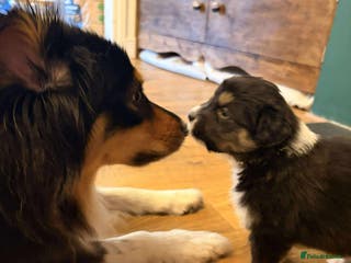 Australian Shepherd dogs Australian Shepherd litter Devon - Advert 1