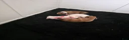 American Bulldog dogs for sale: American bull.dog puppies  in Wigan - Advert 22