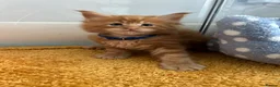 Maine Coon cats for sale: Stunning Red Kittens TICA reg  - Advert 14