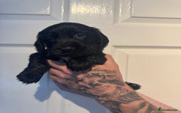 Cocker Spaniel dogs for sale: ⭐ STUNNING SHOW COCKER PUPPIES ⭐  - Image 7