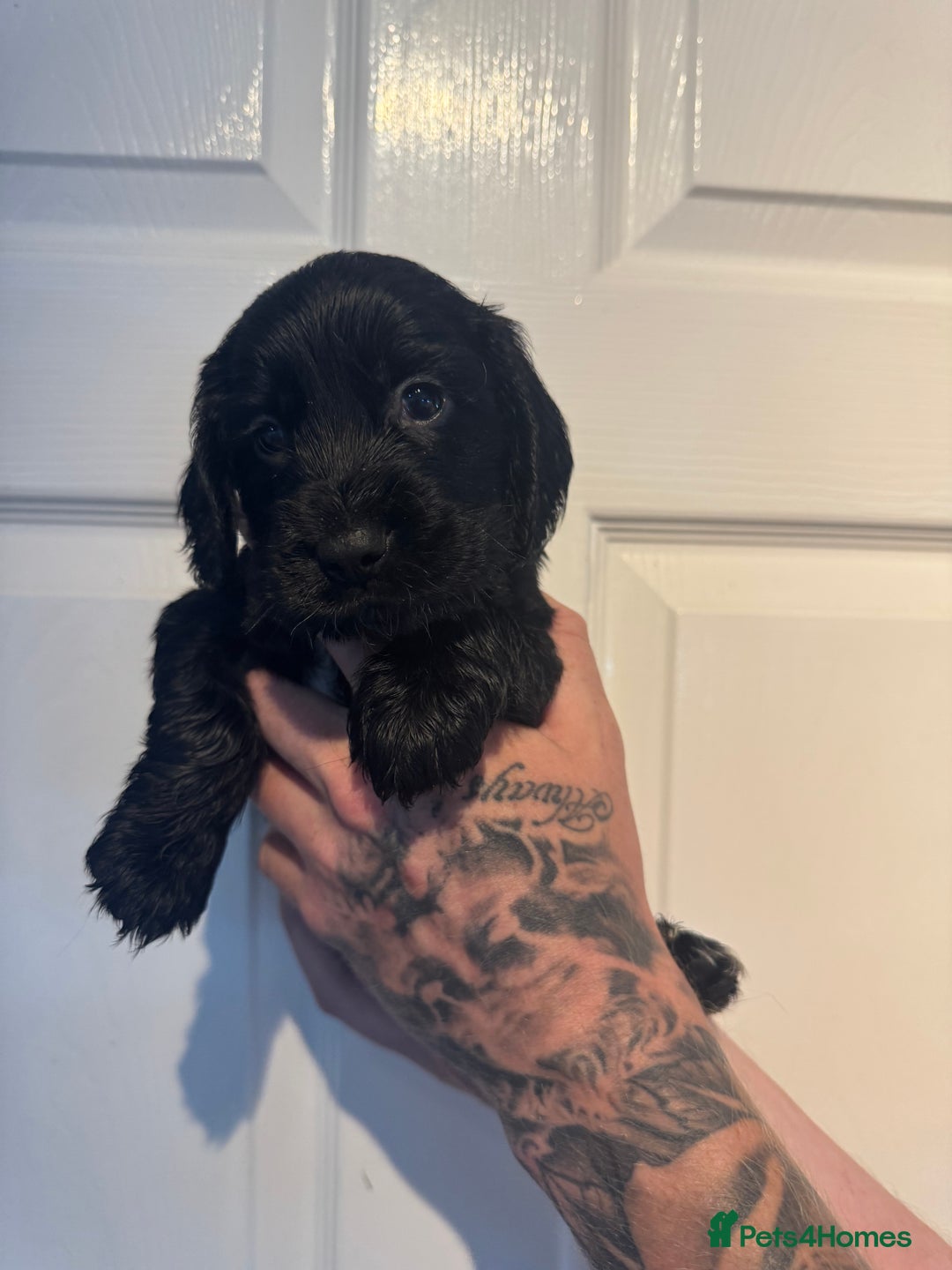 Cocker Spaniel dogs for sale: ⭐ STUNNING SHOW COCKER PUPPIES ⭐  - Image 7