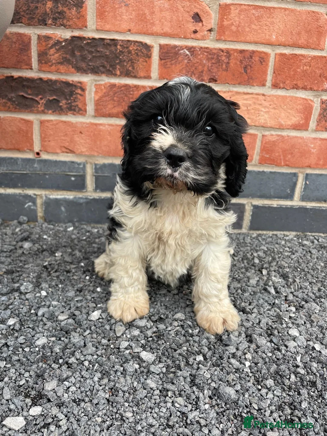 Mixed Breed dogs for sale: cavapoo puppie - Advert 6