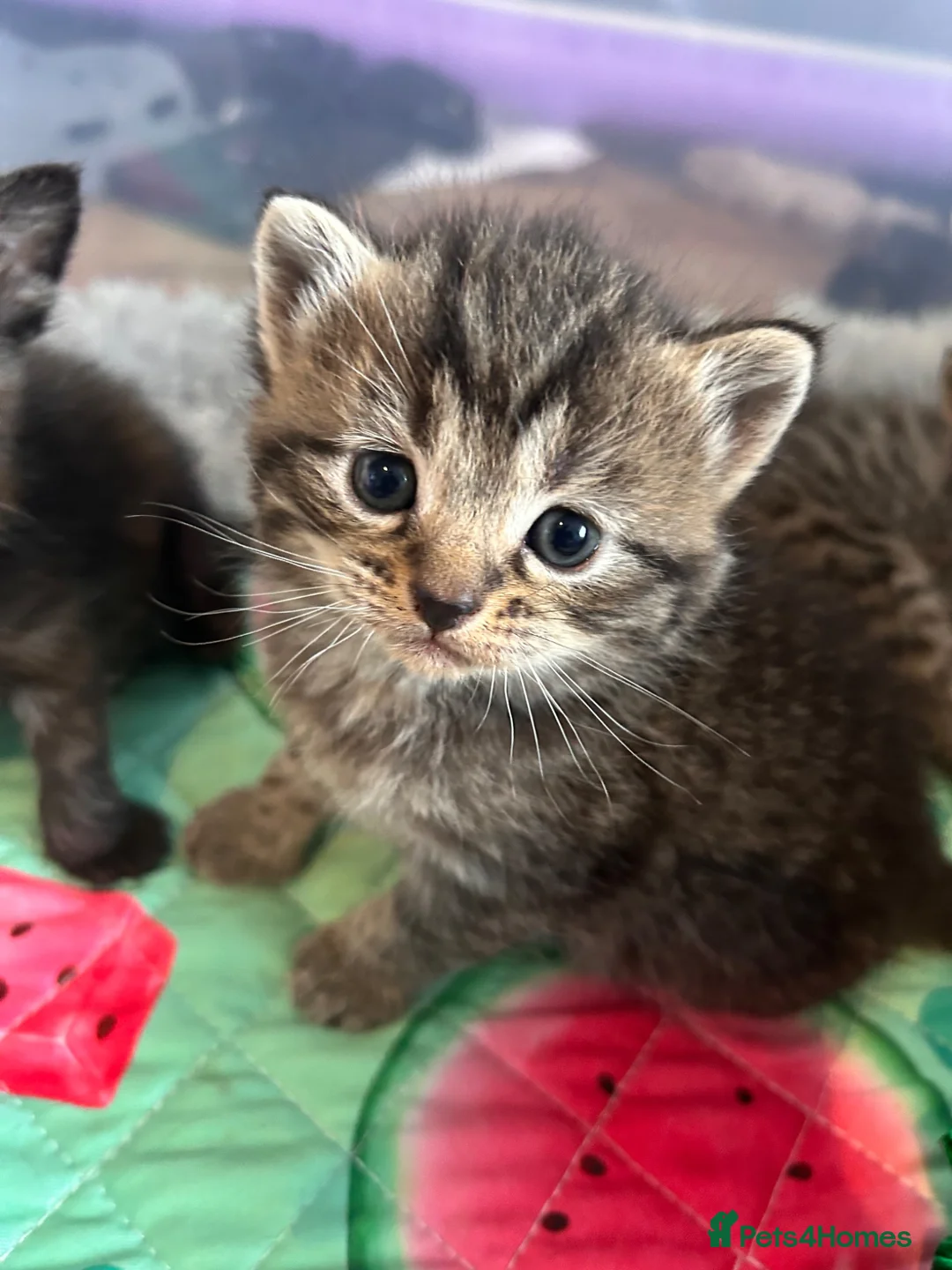 Exotic cats for sale: Exotic Persian shorthair in Saint Austell - Advert 1