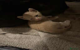 British Shorthair cats for sale: 4 beautiful kittens  - Image 4