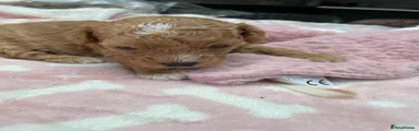 Mixed Breed 3