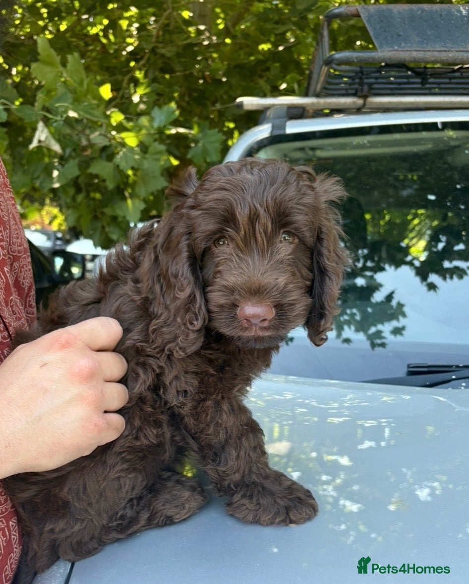 Cockapoo dogs Adorable cockapoo looking for forever home - Advert 1