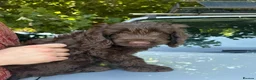 Cockapoo dogs for sale: Adorable cockapoo looking for forever home in Dumbarton - Advert 1