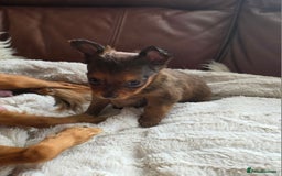 Russian Toy Terrier dogs for sale: Russian Toy Puppies  - Image 13
